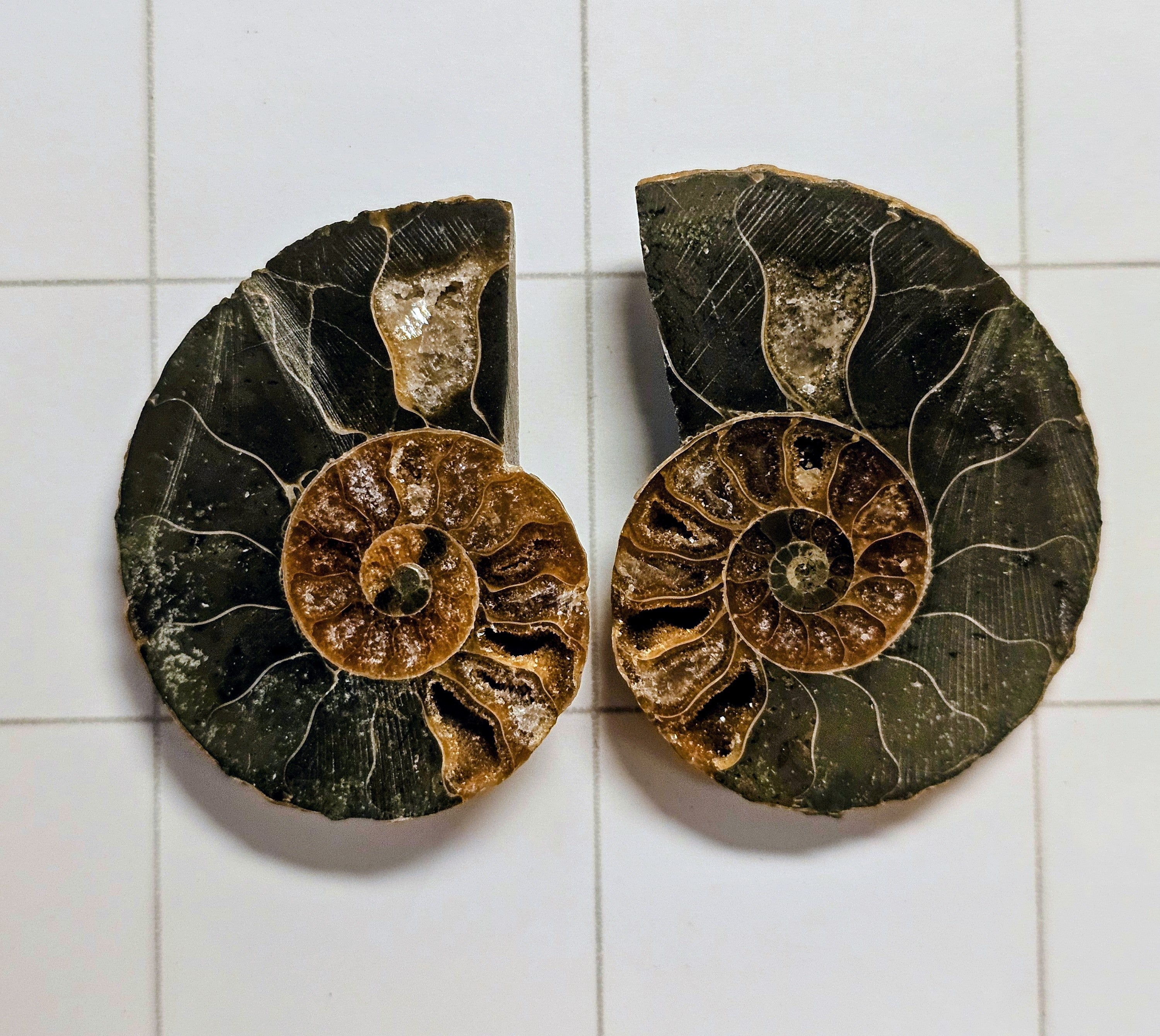 Ammonite/ Ammolite