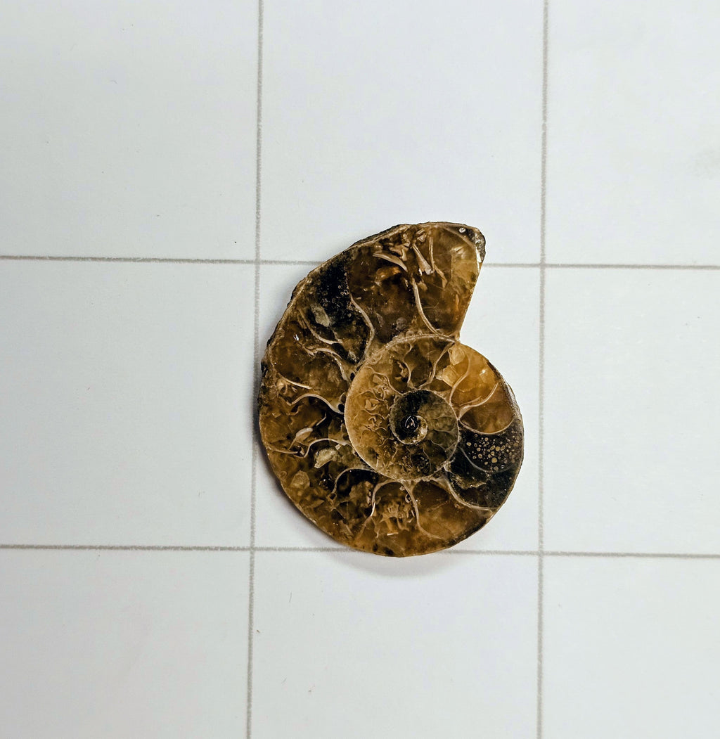 Ammonite/ Ammolite