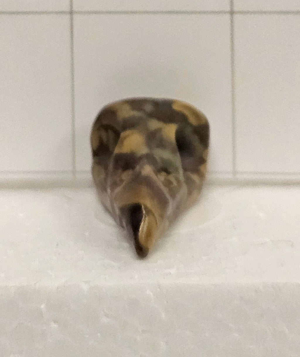 Fruit Jasper Raven Skull
