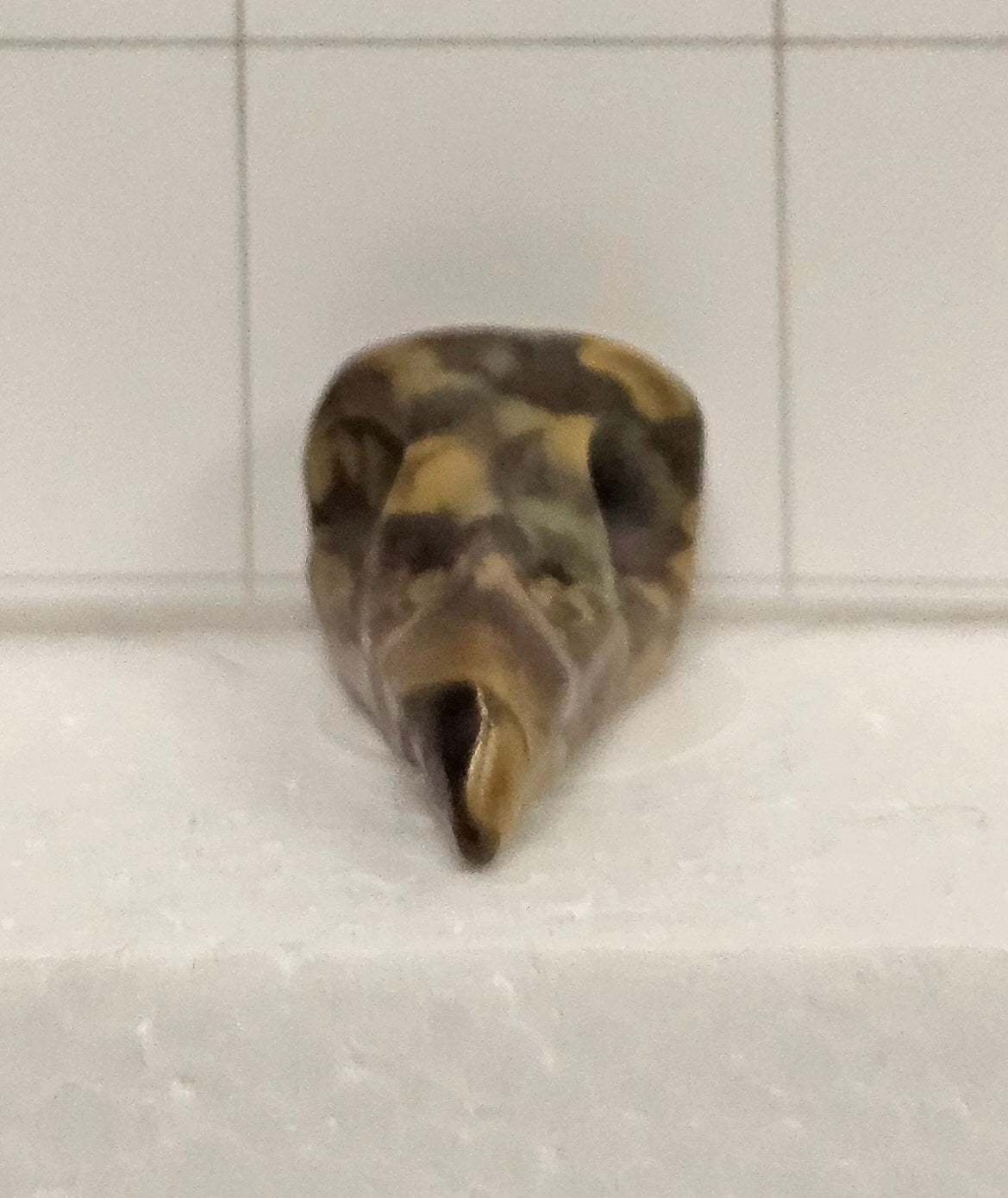 Fruit Jasper Raven Skull