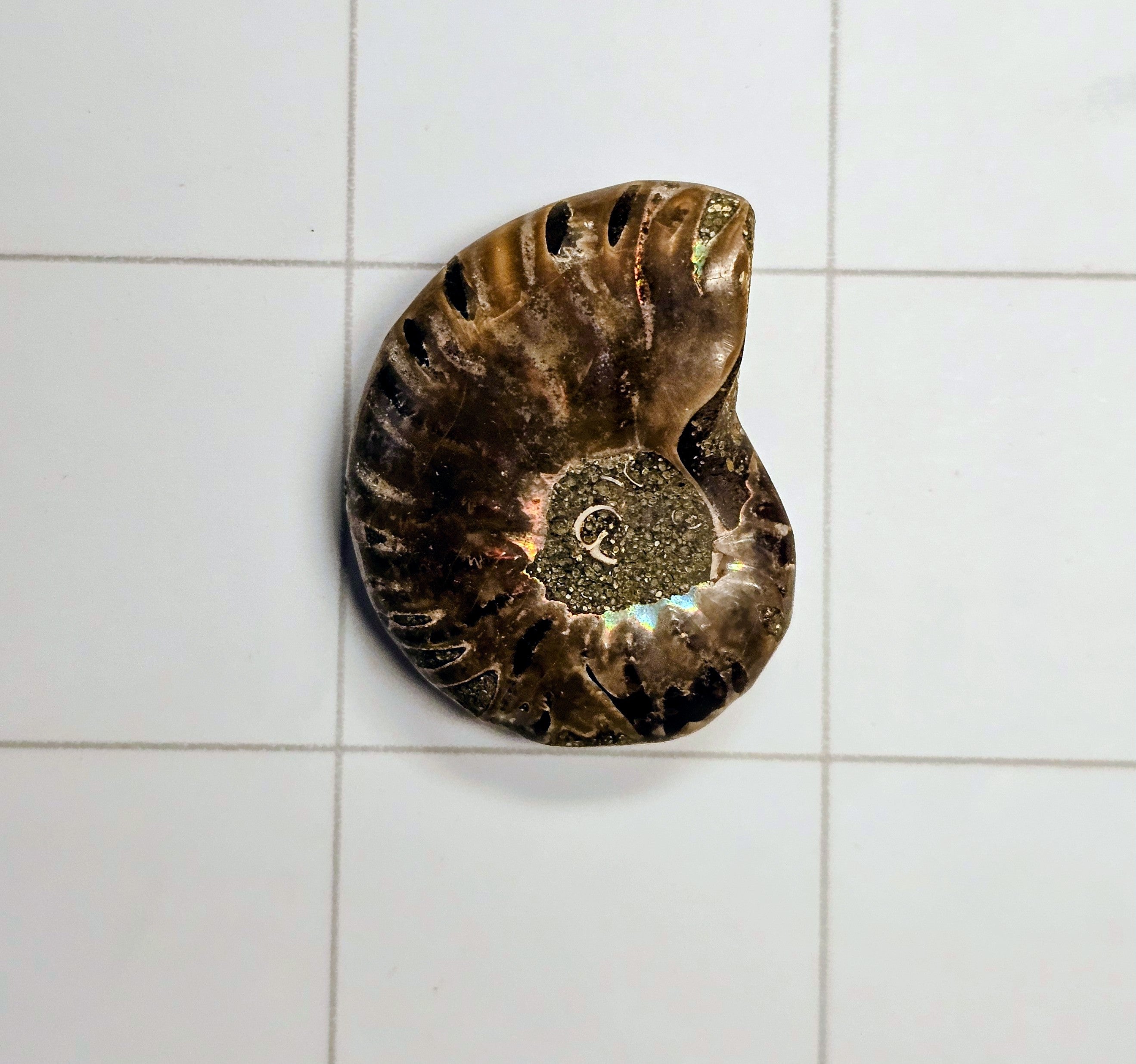 Ammolite