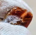 Lake Superior Agate