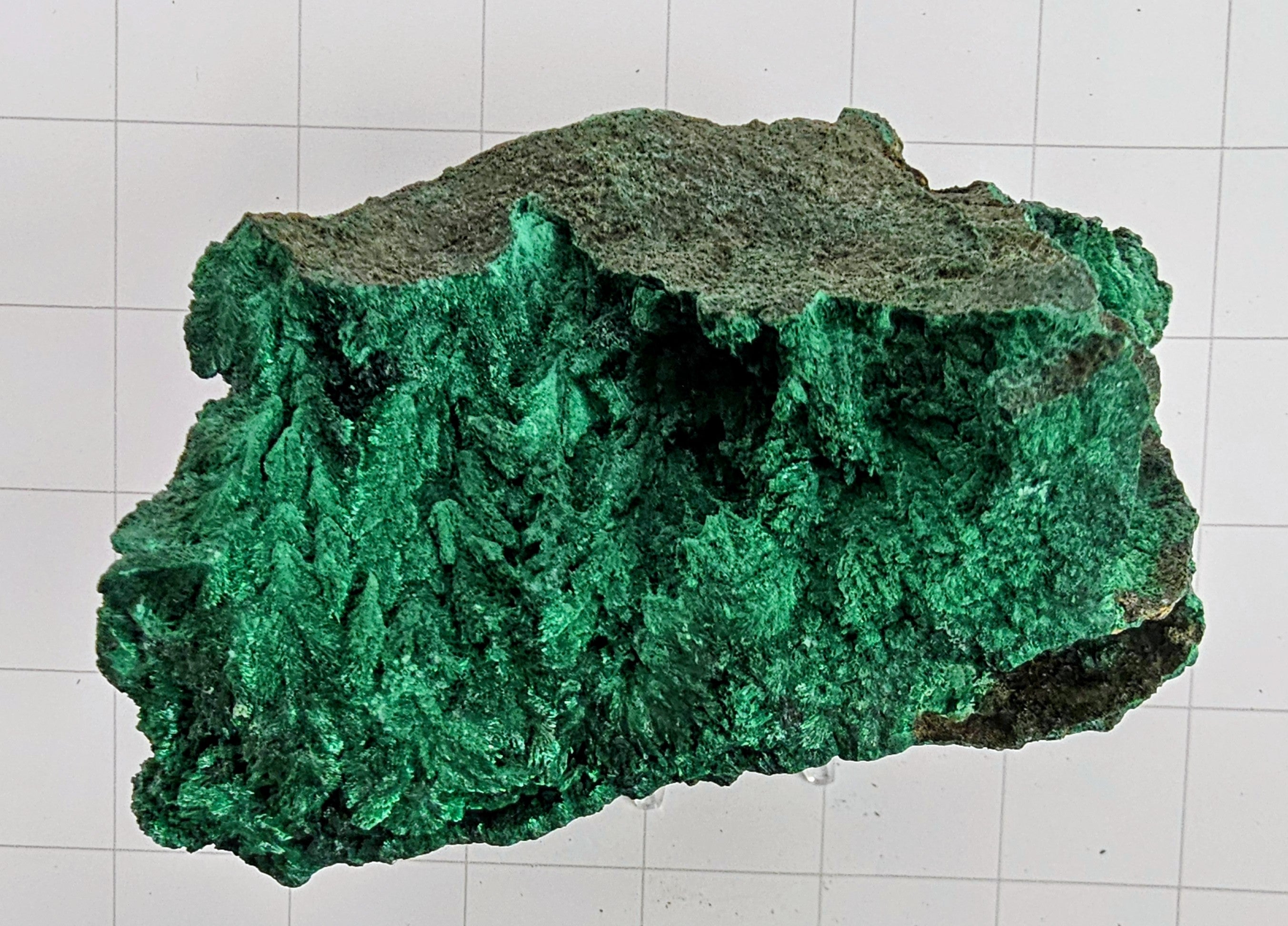 Velvet Malachite
