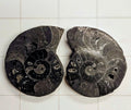 Ammonite/ Ammolite