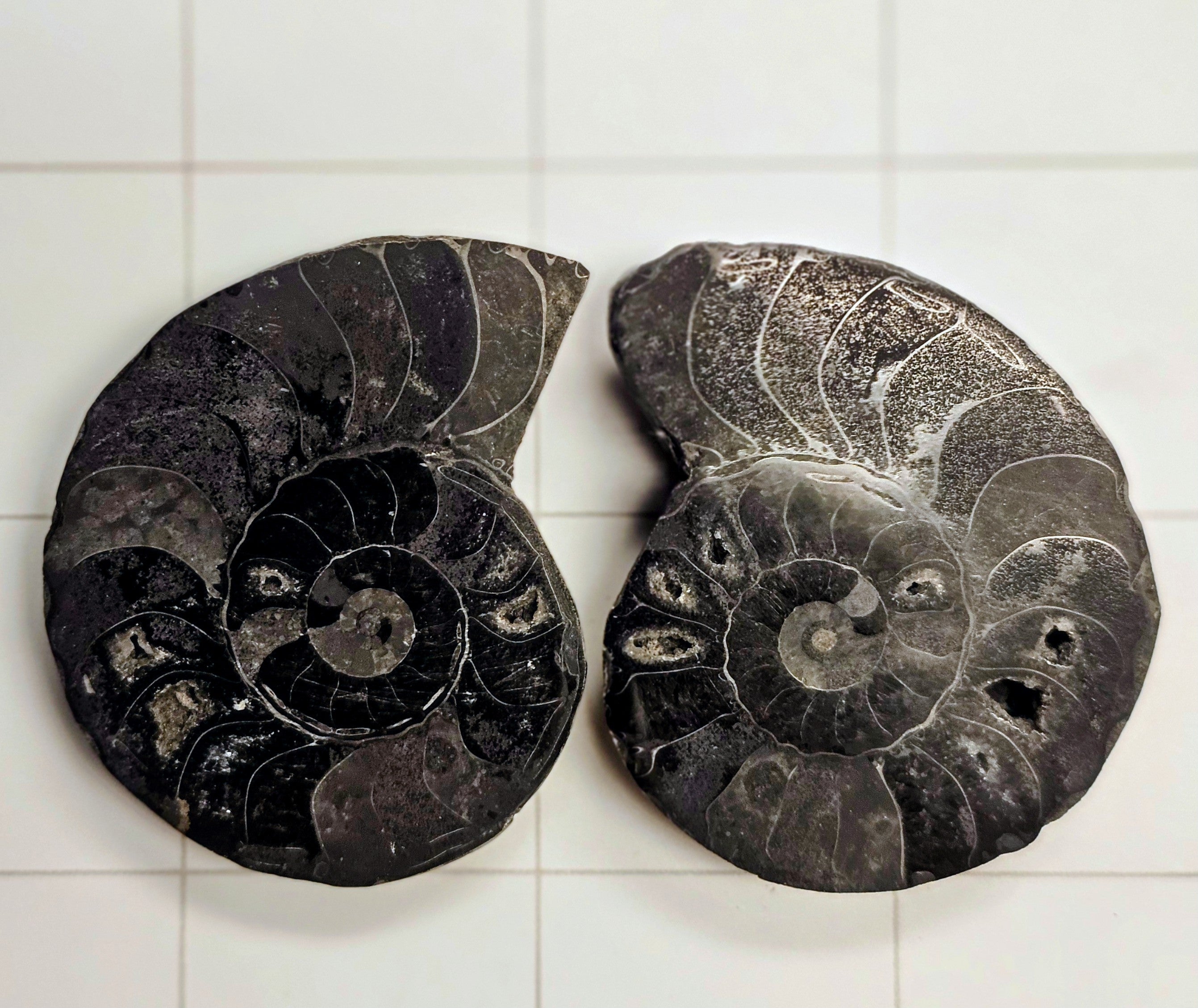 Ammonite/ Ammolite