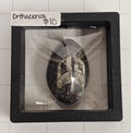 Orthocerus