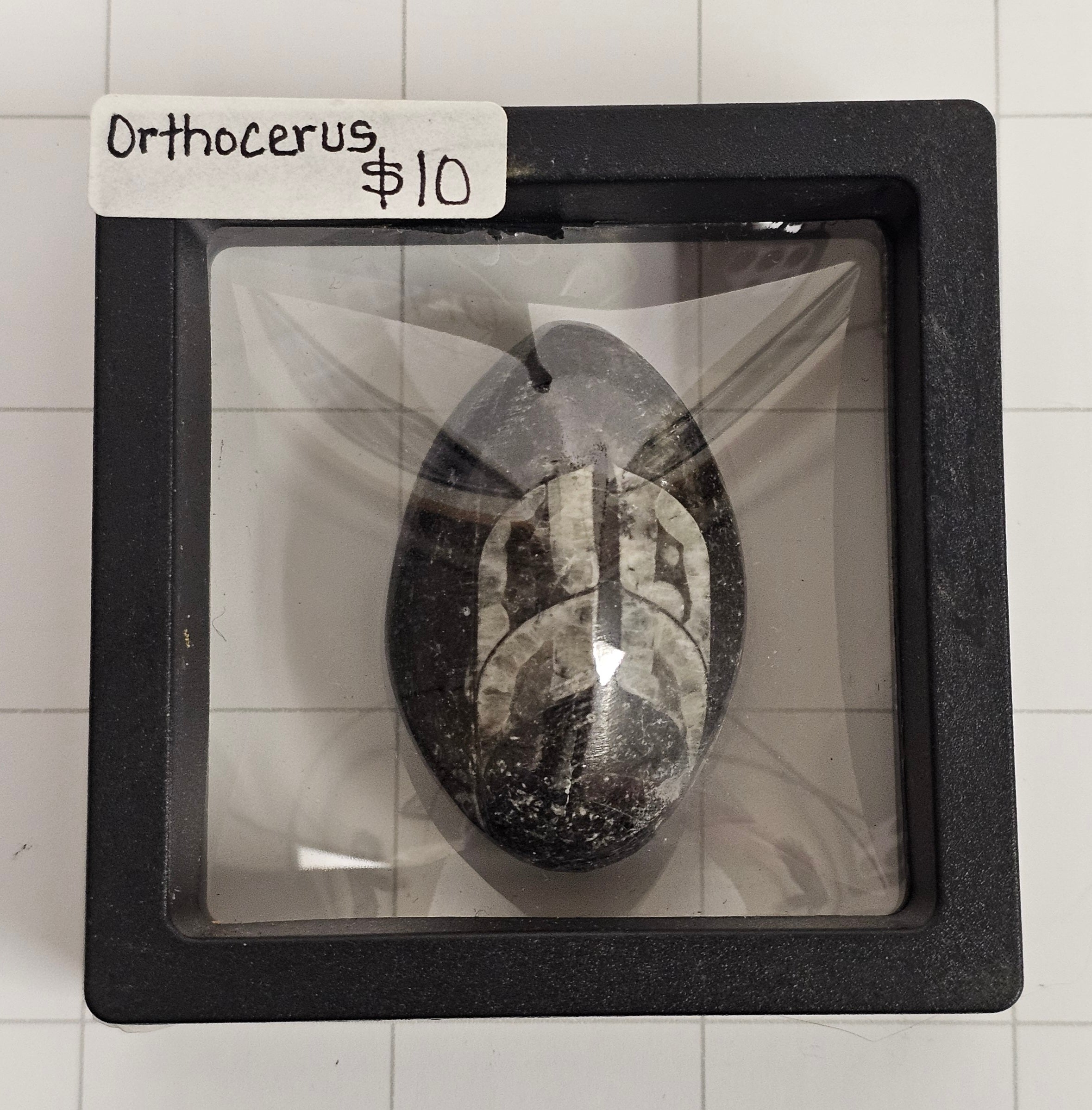 Orthocerus