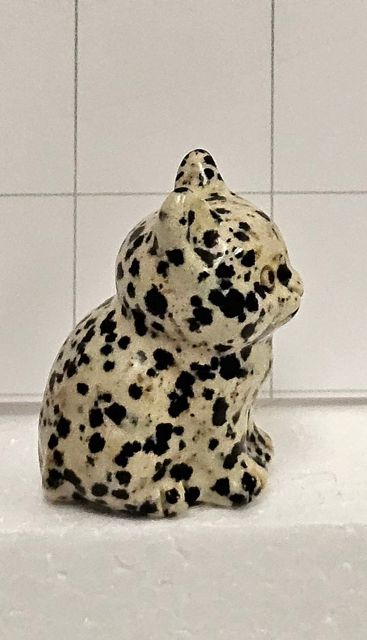 Dalmatian kitten