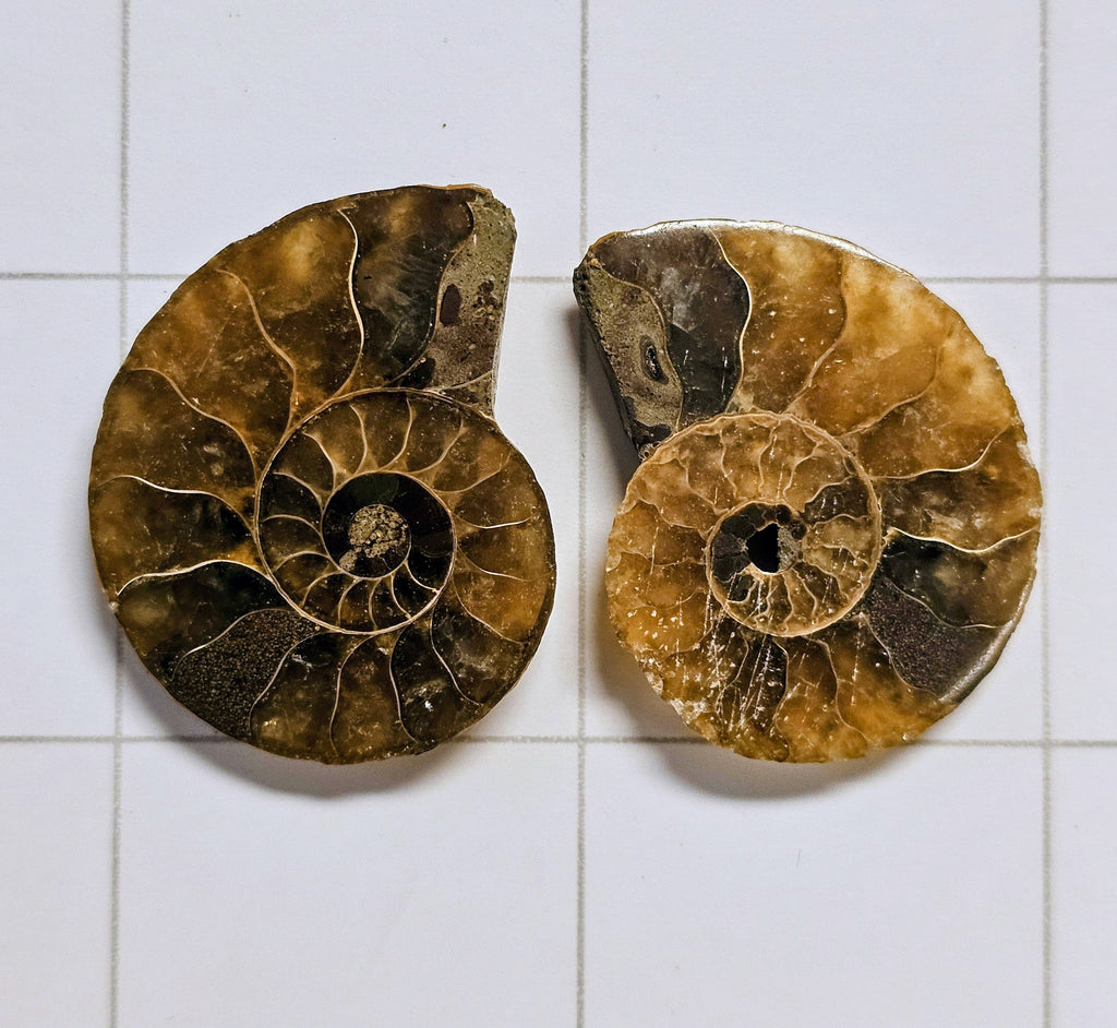 Ammonite/ Ammolite