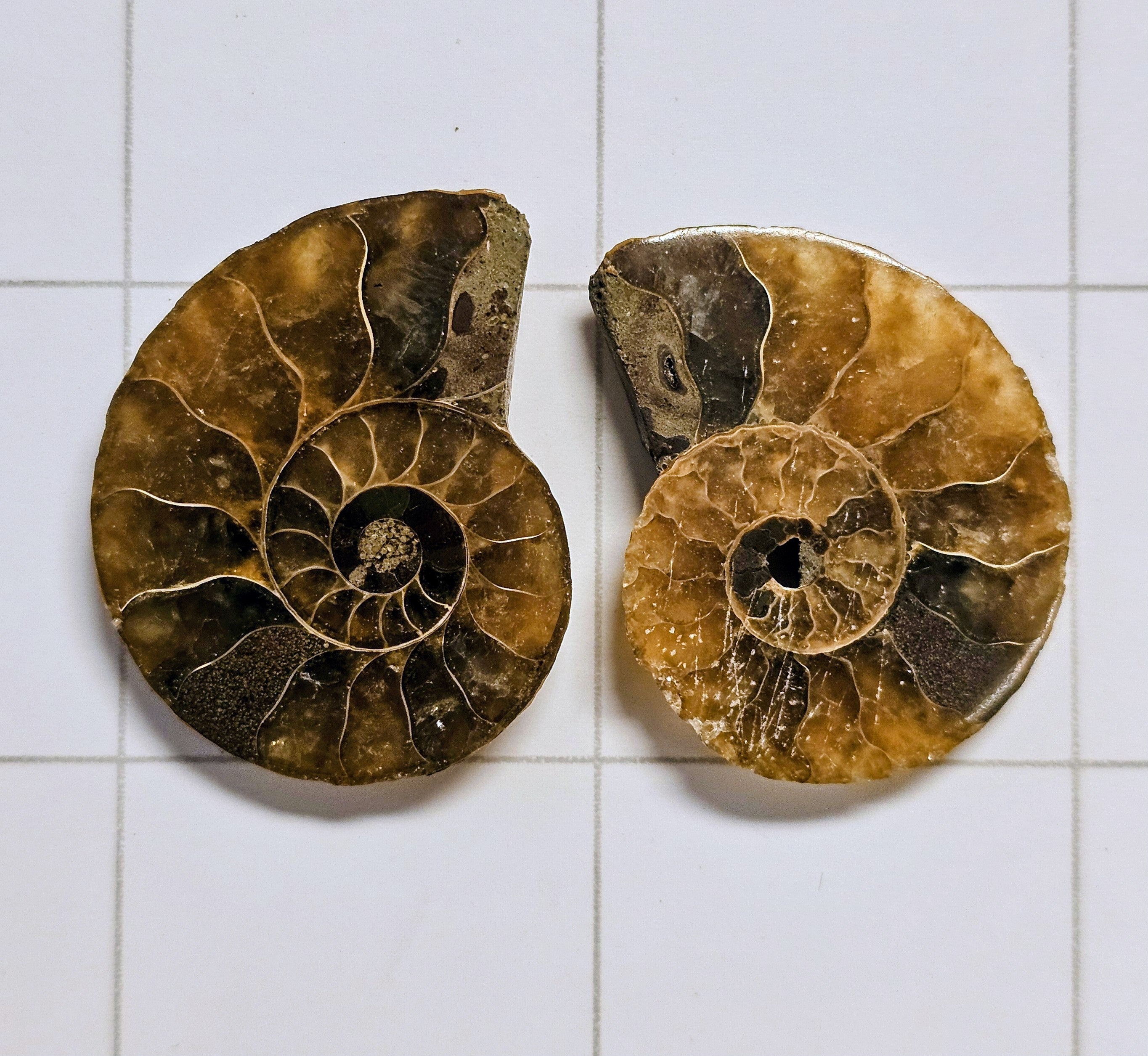 Ammonite/ Ammolite
