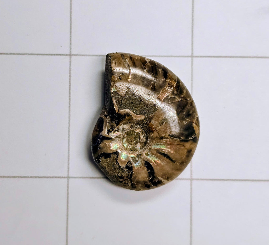 Ammolite
