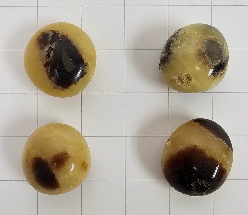 Septarian Palm stones