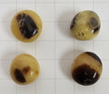 Septarian Palm stones