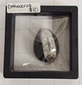 Orthocerus