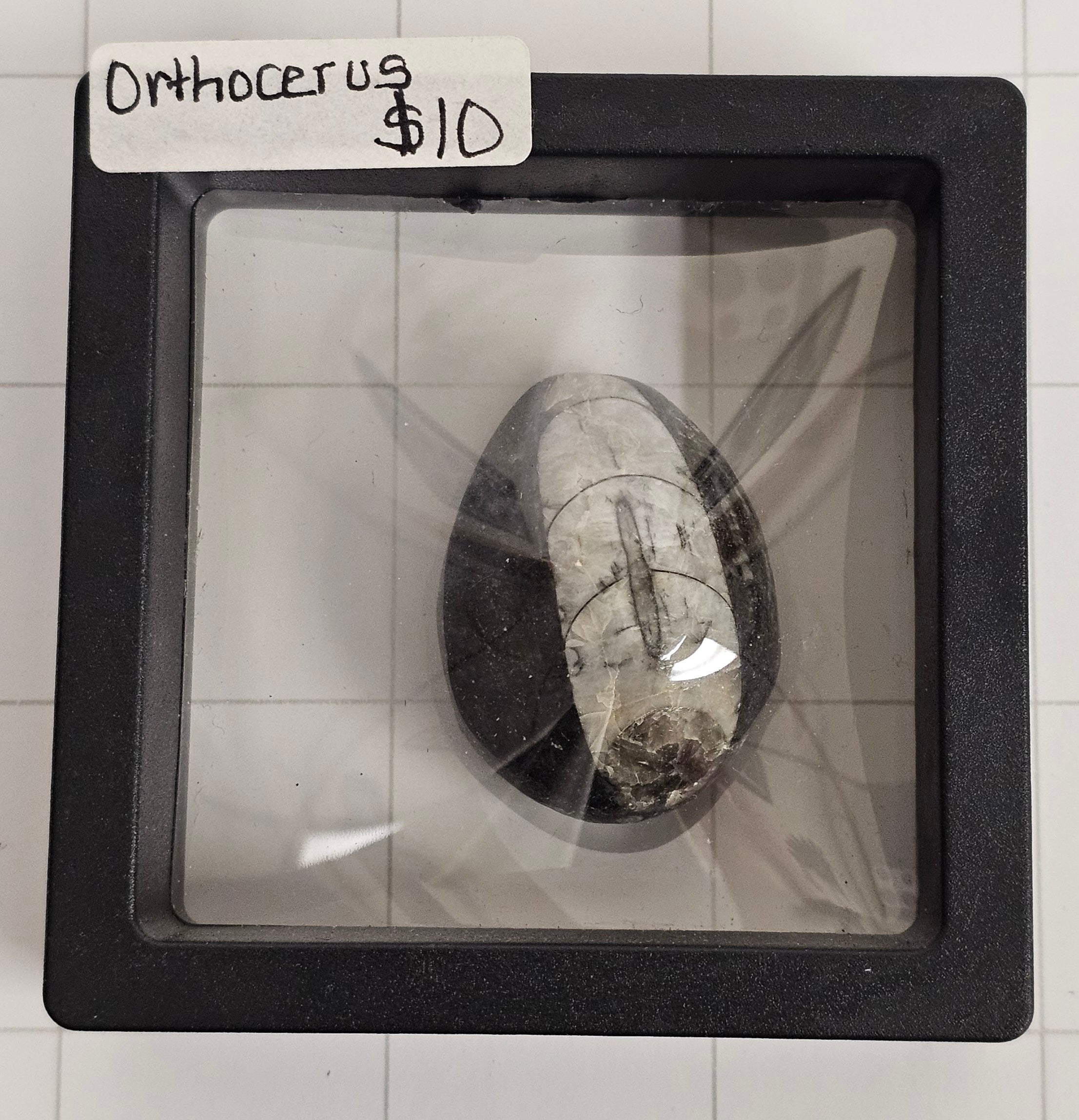 Orthocerus