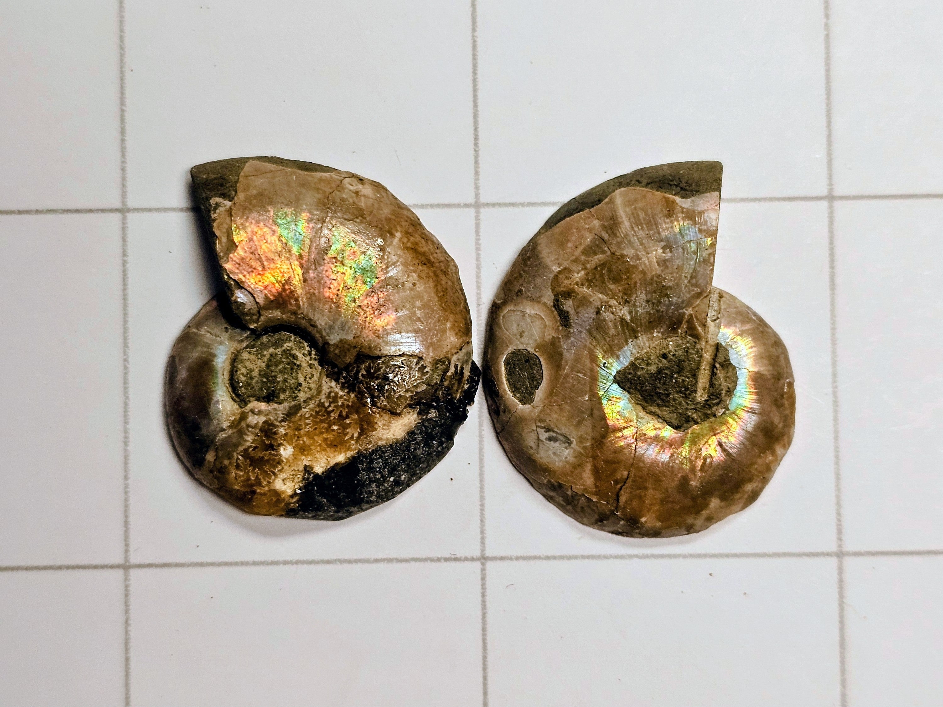 Ammonite/ Ammolite