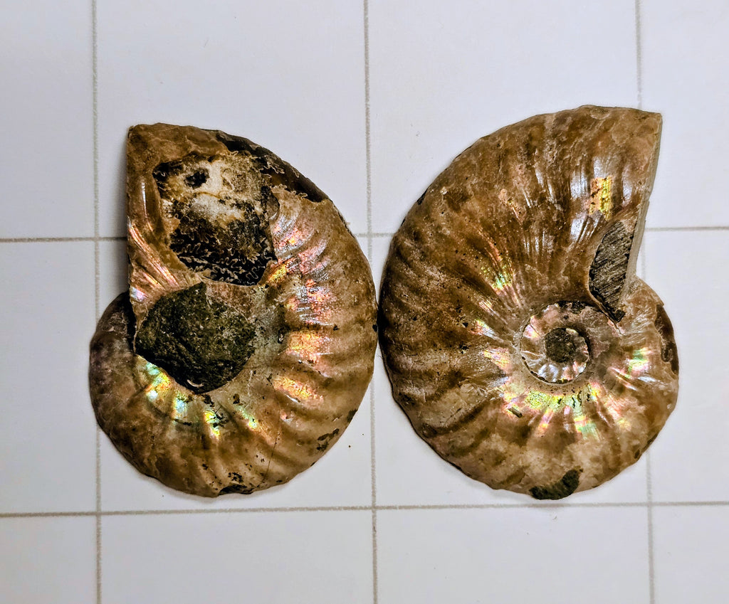 Ammonite/ Ammolite
