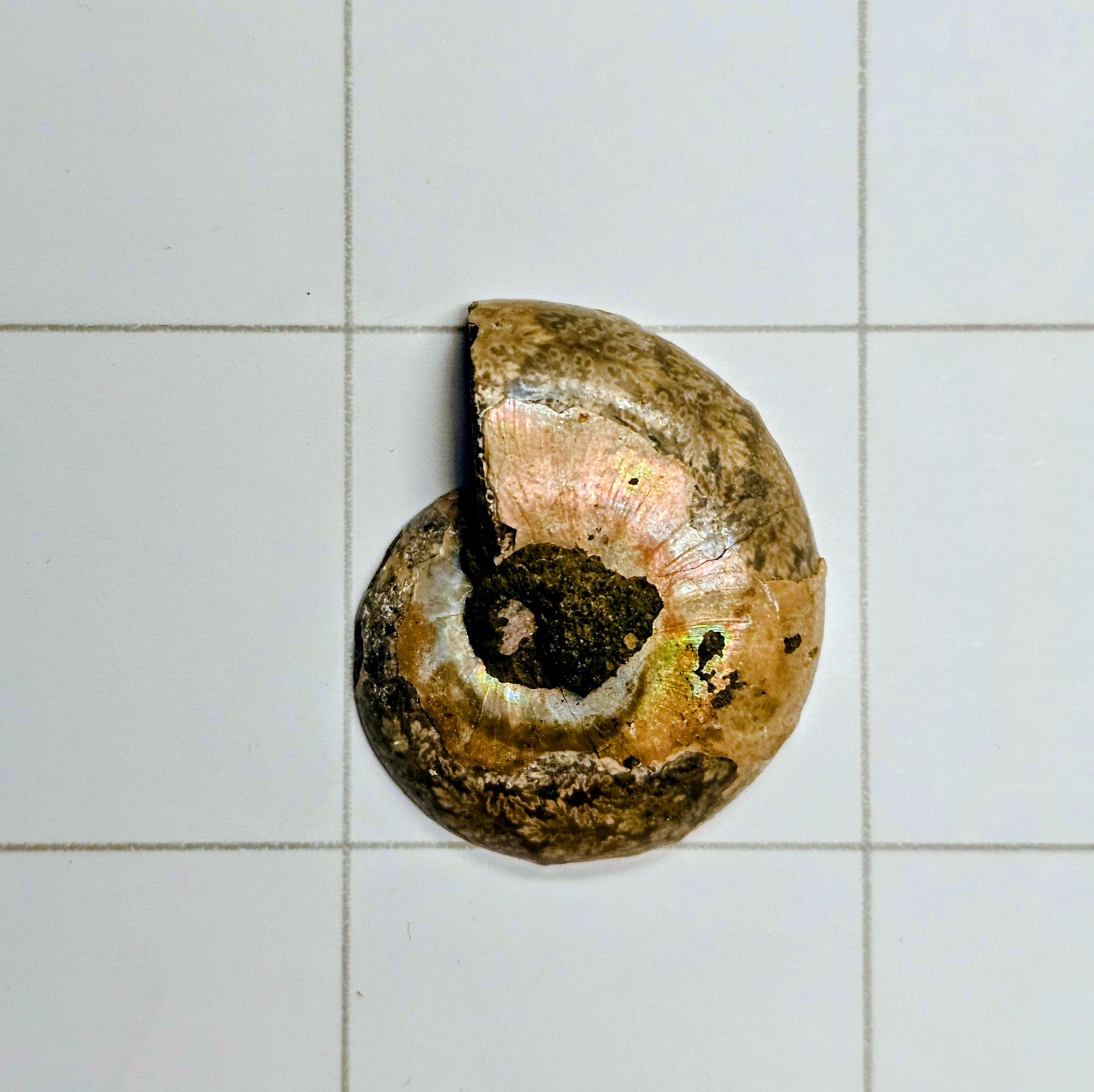 Ammolite/Ammonite