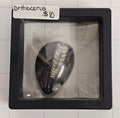 Orthocerus