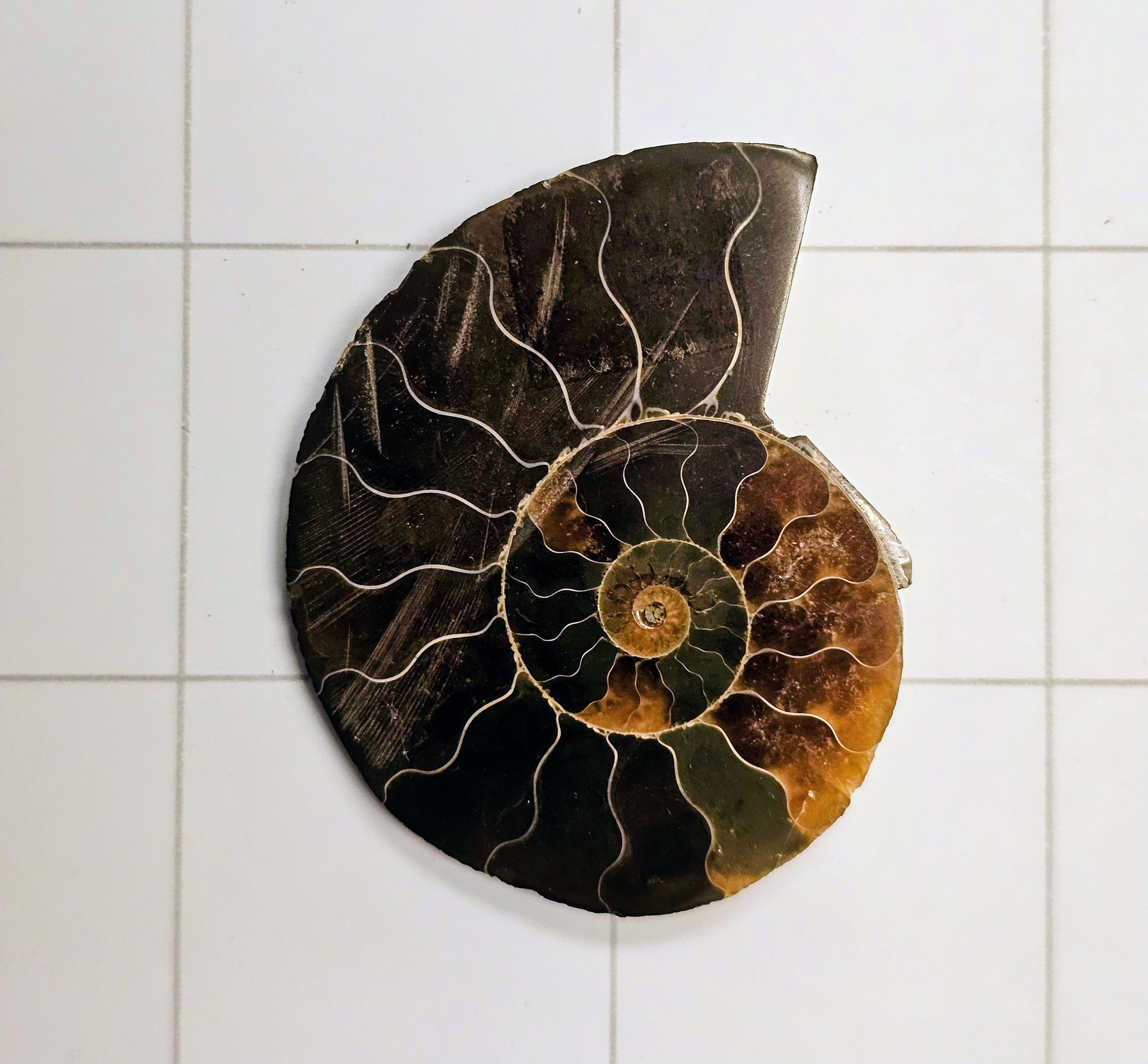 Ammonite/Ammolite
