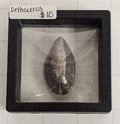 Orthocerus