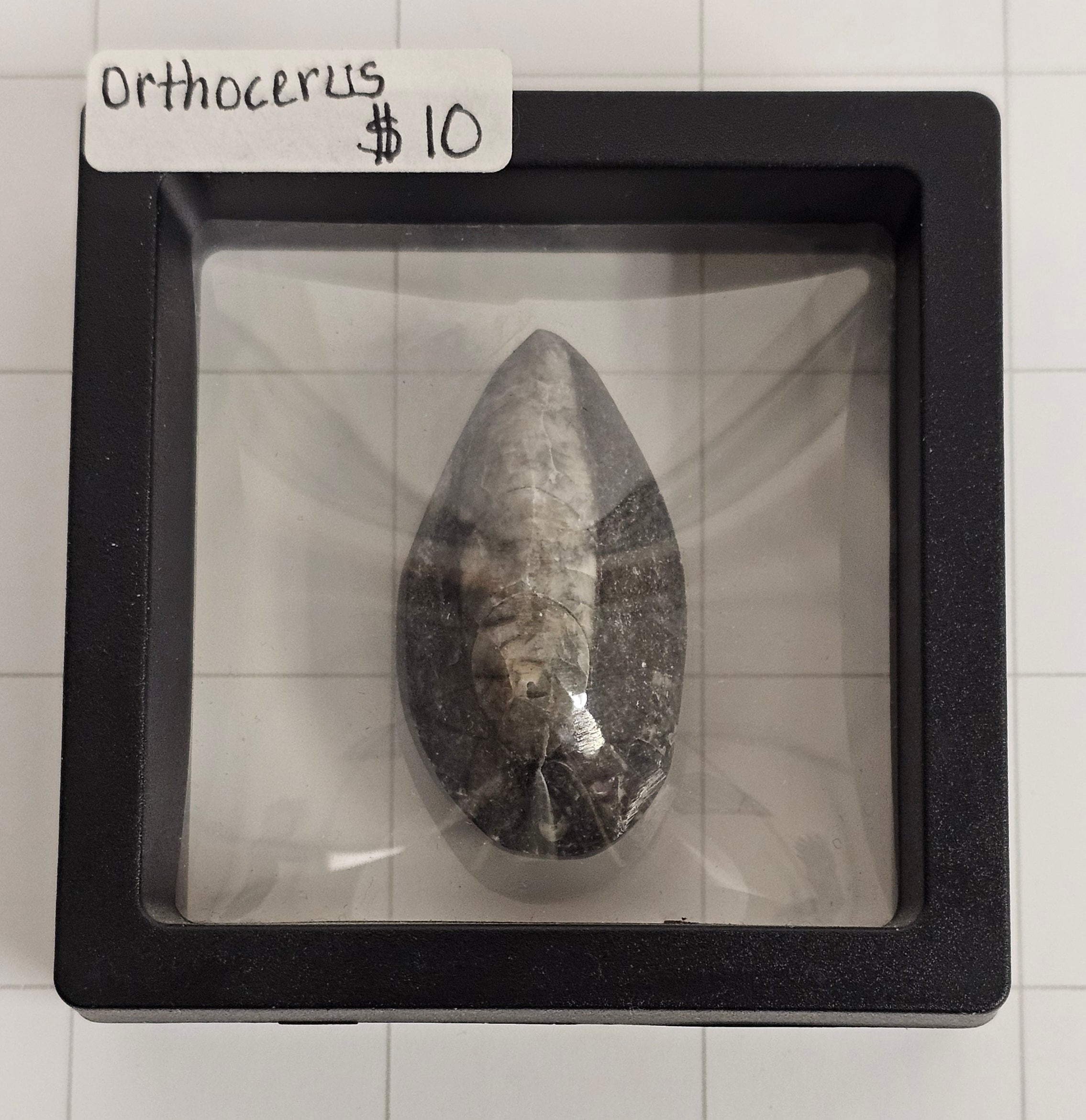 Orthocerus