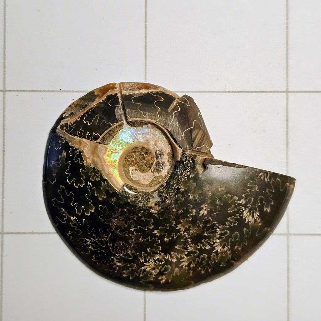 Ammonite/Ammolite