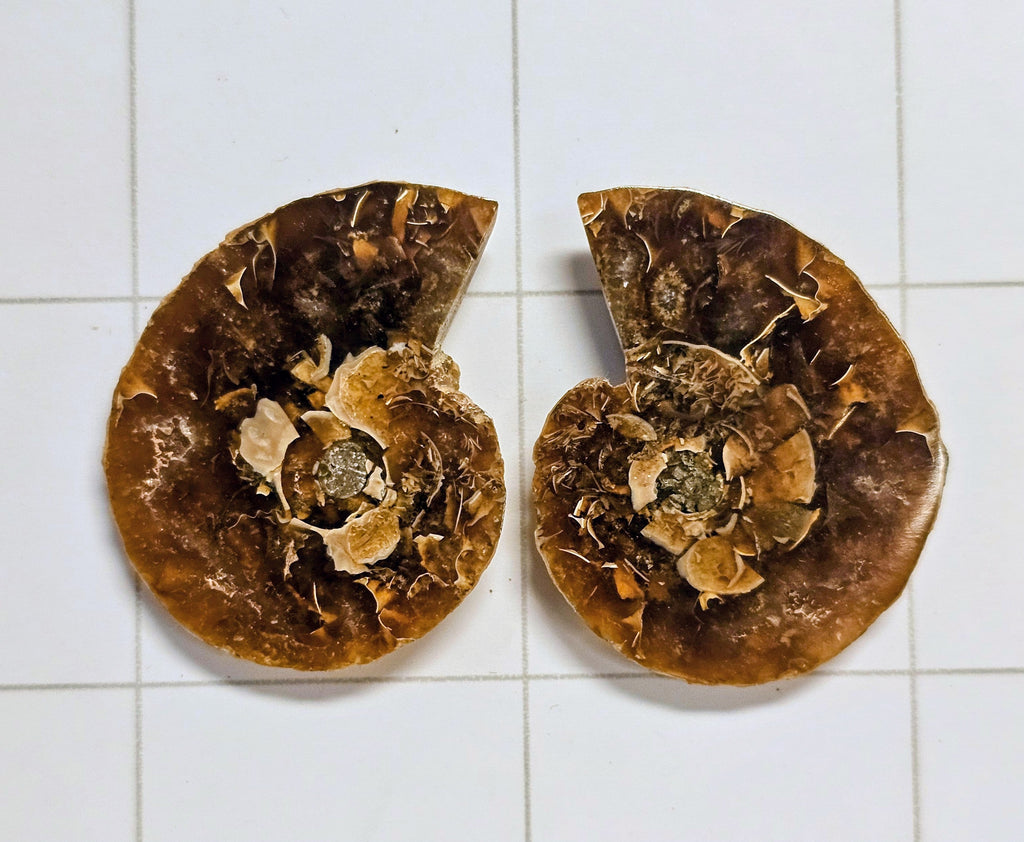 Ammonite/Ammolite