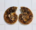 Ammonite/Ammolite