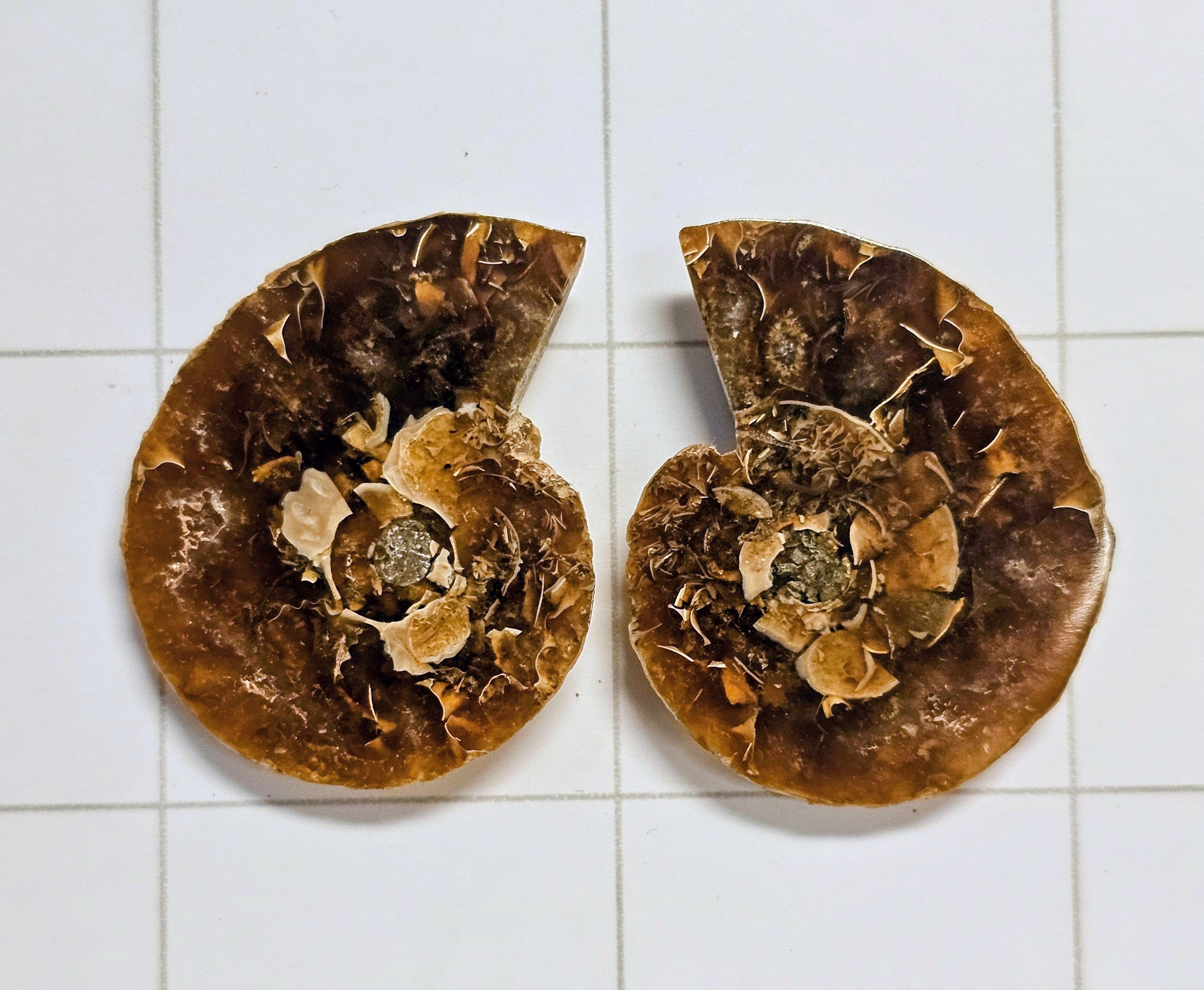 Ammonite/Ammolite
